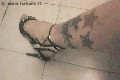Foto Suzana Pantera Incontri Transescort Alessandria - 61